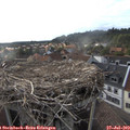 18_50-nest.jpg