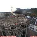 18_55-nest.jpg