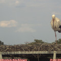 19_00-mast.jpg