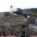 19_00-nest.jpg