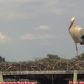 19_05-mast.jpg