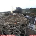 19_05-nest.jpg
