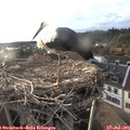 19_10-nest.jpg