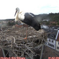 19_15-nest.jpg