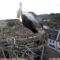 19_20-nest.jpg