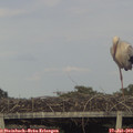 19_25-mast.jpg