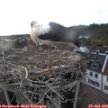 19_25-nest.jpg
