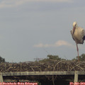 19_30-mast.jpg
