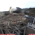 19_30-nest.jpg