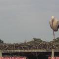 19_35-mast.jpg