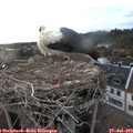 19_35-nest.jpg