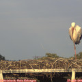 19_40-mast.jpg