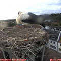 19_40-nest.jpg