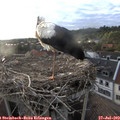19_45-nest.jpg