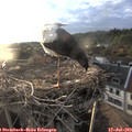 19_50-nest.jpg