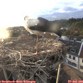 19_55-nest.jpg