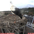 20_00-nest.jpg