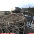 20_05-nest.jpg