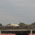 20_10-mast.jpg