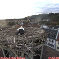 20_10-nest.jpg