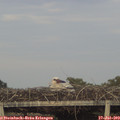20_15-mast.jpg