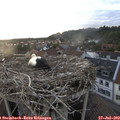 20_15-nest.jpg