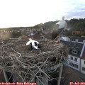 20_25-nest.jpg