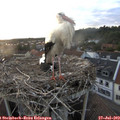 20_30-nest.jpg