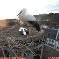 20_35-nest.jpg