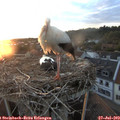20_40-nest.jpg