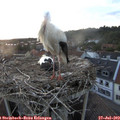20_45-nest.jpg
