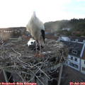 20_50-nest.jpg