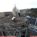 20_55-nest.jpg