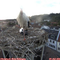 21_00-nest.jpg
