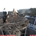 05_55-nest.jpg