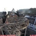 06_00-nest.jpg