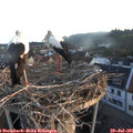 06_05-nest.jpg