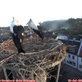06_10-nest.jpg