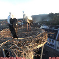 06_15-nest.jpg