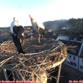 06_20-nest.jpg