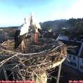 06_35-nest.jpg
