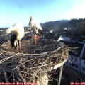 06_40-nest.jpg