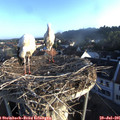 06_45-nest.jpg
