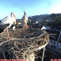 06_50-nest.jpg