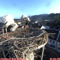 07_00-nest.jpg