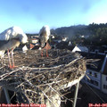 07_05-nest.jpg
