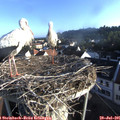 07_15-nest.jpg