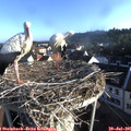 07_20-nest.jpg