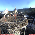 07_25-nest.jpg