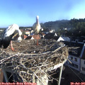 07_30-nest.jpg